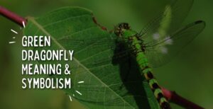 dragonfly meaning, Facts, Species and Pictures.