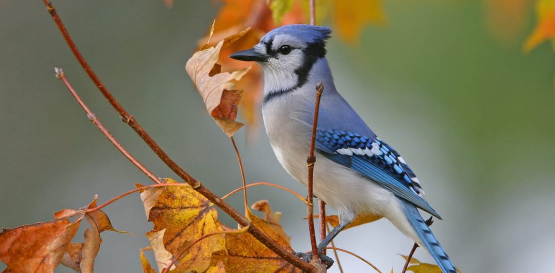 seeing a blue jay meaning