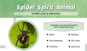 spider meaning