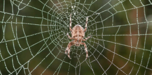 Spider Spiritual Meaning and Significance.