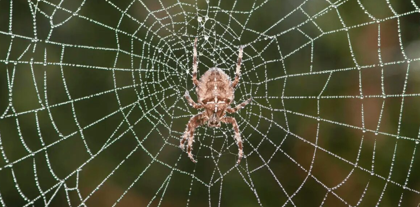 spider spiritual meaning